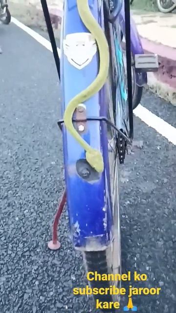 Bamboo Pit Viper #viral #snake #trending #shortsvideo #venomoussnakes