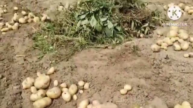 বাংলার আলুর বর্তমান পরিস্থিতি I Current Situation of Potatoes in Bengal Indian Potato News 29/04/2 смотреть онлайн