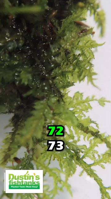 JAVA MOSS SUPER EASY LOW LIGHT AQUARIUM PLANT For Sale! смотреть онлайн