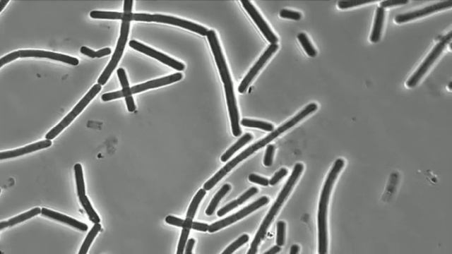 CI UNI 24918 RAVA смотреть онлайн