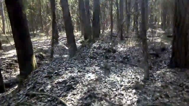 Поездка по мусоркам ПМВ . Разведка лесного домика. смотреть онлайн