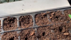 Огородно-тепличный влог. Сею капусту.