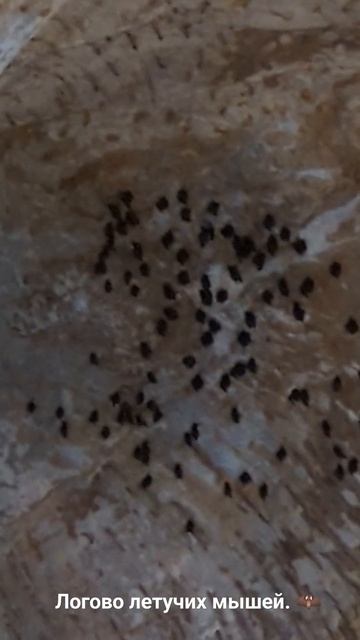 Логово летучих мышей в Diamond - пещере. #thailand #phuket #cave #bat #life #DiamondCave #mouse смотреть онлайн