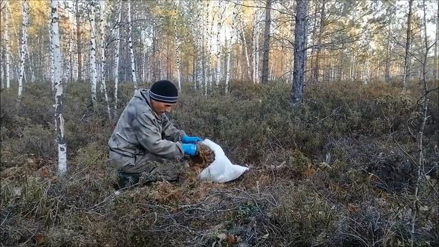Морковь в мох.Провожу эксперимент по хранению моркови. смотреть онлайн