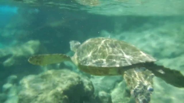 Hawksbill Sea Turtle. Snorkeling in Maui, USA. Black Rock Beach смотреть онлайн