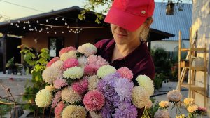 Посадка хризантелл - астр