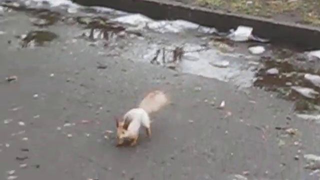 Белка в парке смотреть онлайн