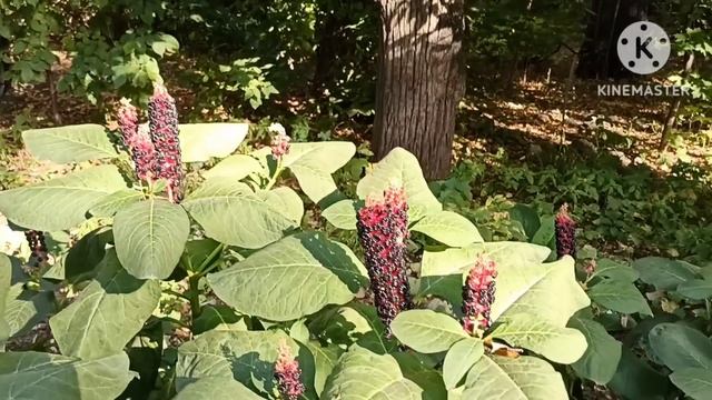 Ольга Брендовна.Юля сдала Олю.В каких условиях ей пришлось жить 3 недели в ЯФ.Юля напугана смотреть онлайн