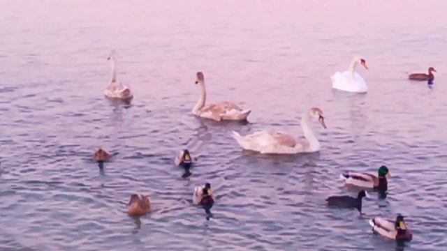 Море и птицы,февраль 2024 смотреть онлайн