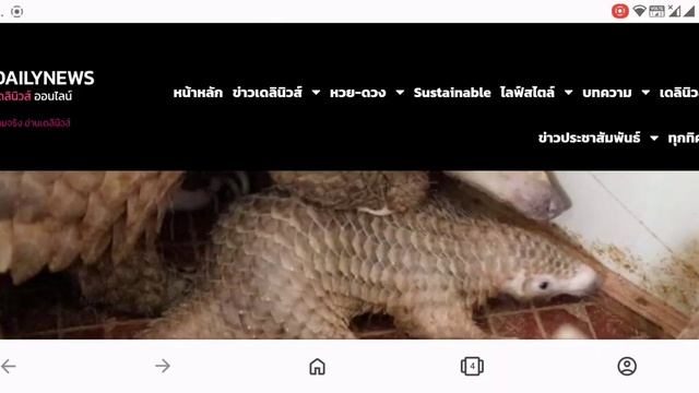 China pangolin ward. how much смотреть онлайн
