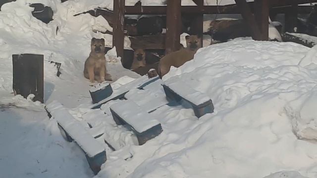 Пёс Жора смотреть онлайн