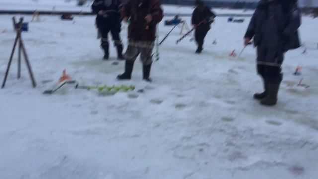 Ежедневный запуск форели ! Сегодня - 40 кг ! смотреть онлайн