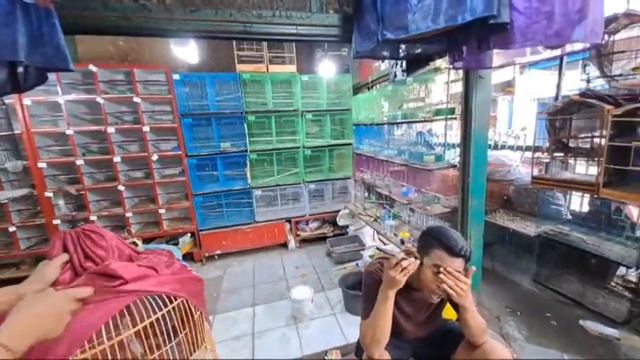 JUALAN DI LUAR NALARRRRRR MURAI CUMA DI JUAL 130RB😱😱 смотреть онлайн