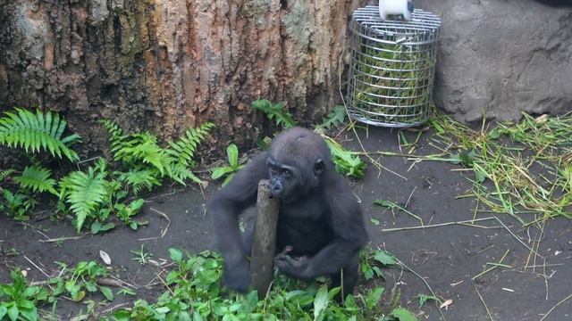 Sumomo's Father Haoko Gazes at Loving Wife Momoko | Gorilla Haoko Troop | смотреть онлайн