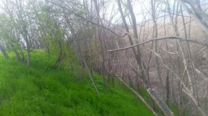 Природа берег реки, овраг