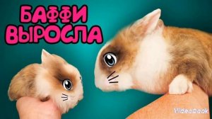 кролик баффи