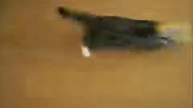 Смешные КОШКИ ТВ смотреть онлайн