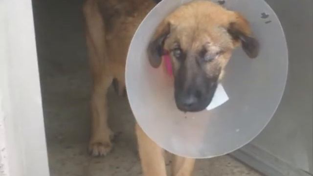 BAXTER смотреть онлайн
