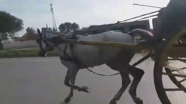Lalamusa horse race winnar ustaad afis 2019 смотреть онлайн