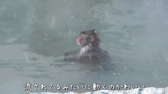 極寒のなか温泉で毛繕いするニホンザル 🐾 函館市熱帯植物園 смотреть онлайн