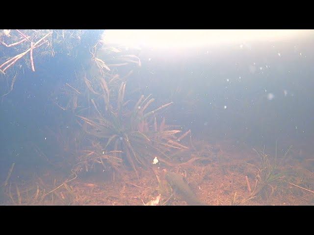 ОЧЕНЬ КРАСИВЫЕ КАДРЫ!!!ЧТО ЖЕ ОН ДЕЛАЕТ ПОДО ЛЬДОМ, КАК ПЕРЕДВИГАЕТСЯ ,КАК АТАКУЕТ? FocusFish 21-22г