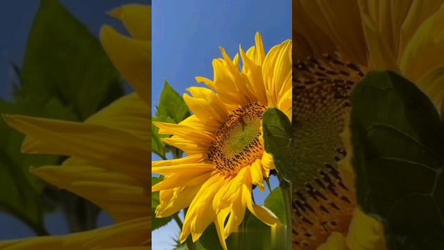 Владимир Скакун - Подсолнухи смотреть онлайн