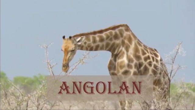 Giraffe Species, Okapi and Pronghorn. смотреть онлайн