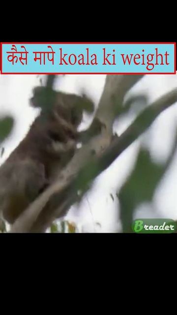#short,#bookreader,kya hoti hay koala ki , kaise mapa koala ki weight смотреть онлайн