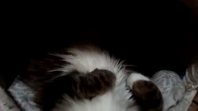 Тяжёлая у меня всё-таки жизнь | Жизнь малышки Муси смотреть онлайн