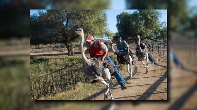 Facts About the Ostrich | Facts | Stuff Lab смотреть онлайн