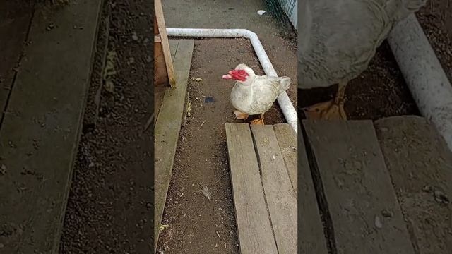 Индоутки 💪🇷🇺🔥🔥🔥🔥 смотреть онлайн