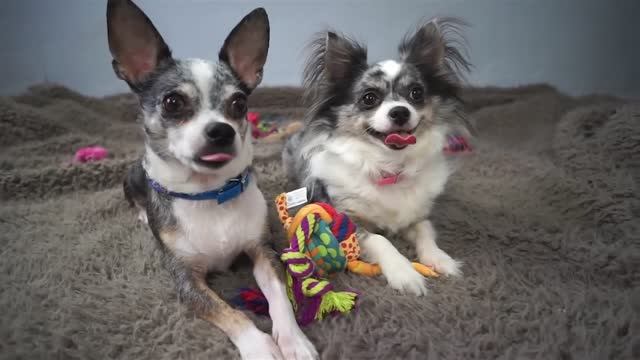 ИГРУШКИ ДЛЯ ПИТОМЦЕВ: ДЕШЕВО или ДОРОГО? Выбираем для собаки и кошки 🎾🐾 смотреть онлайн