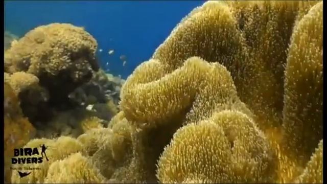 Soft Coral смотреть онлайн