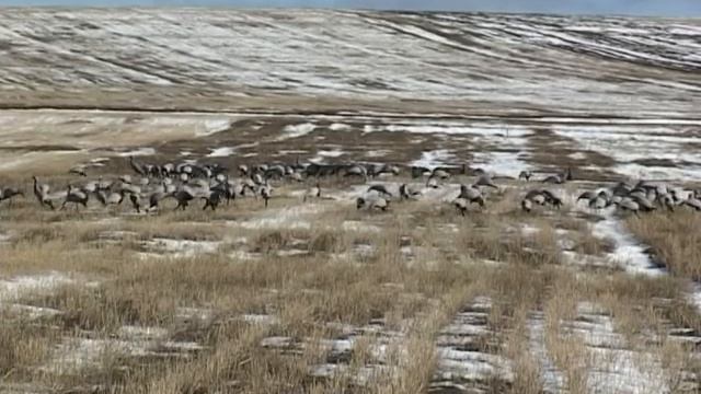 KRUNK (Cranes) смотреть онлайн