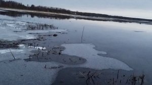 Охота с подсадными утками на селезня весна 2025г.