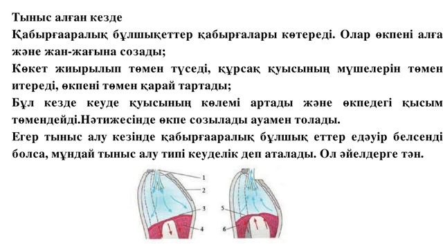 ТЫНЫС АЛУ ЖӘНЕ ТЫНЫС ШЫҒАРУ МЕХАНИЗМДЕРІ КЕУДЕ ҚУЫСЫНЫҢ МЕХАНИЗМІ.8-СЫНЫП. БИОЛОГИЯ. смотреть онлайн