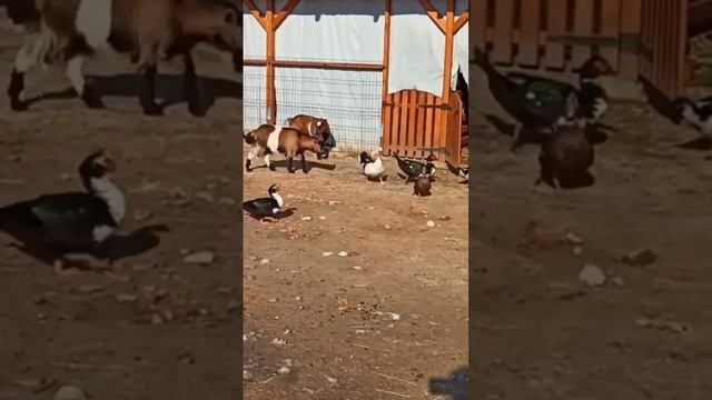 #shorts Бегун индийская утка - жираф🦆🐐 #закарпатье #карпаты #закарпаття #украина смотреть онлайн