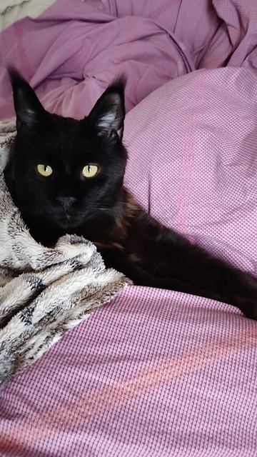Мейн Кун Илюша. Котейка мёрзнет. смотреть онлайн