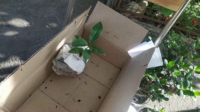 Отзыв о товаре, полученном из АГРОМАРКЕТА. смотреть онлайн