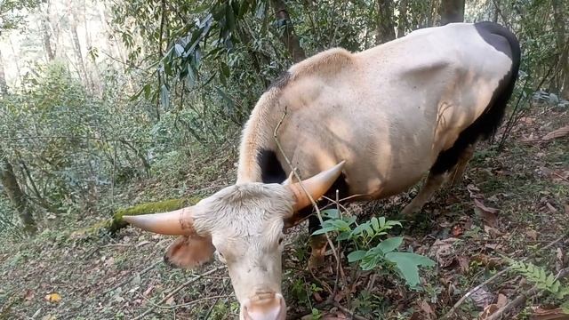 india guar largest cattle species in world смотреть онлайн