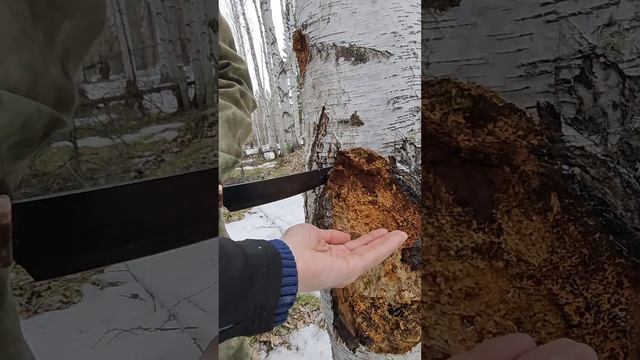 Чага и живица