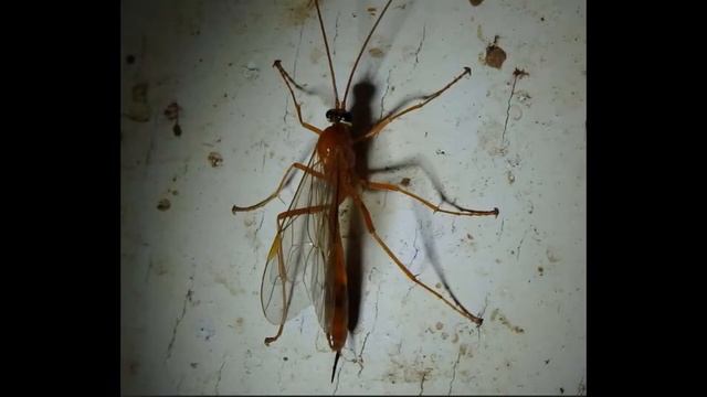 Ispneumon Wasp (Netelia sp.) смотреть онлайн