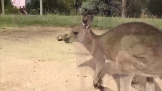 kangaroo and cat mating video смотреть онлайн