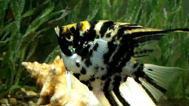 Скалярия мраморная смотреть онлайн