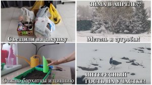 #108 ЗИМА В АПРЕЛЕ?!Метель и сугробы!Съездили на закупку. Сажаю бархатцы и циннию. ГОСТЬ НА УЧАСТКЕ!