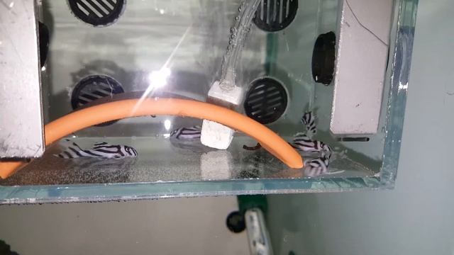 F1 dei miei hypancistrus zebra l046 wild смотреть онлайн