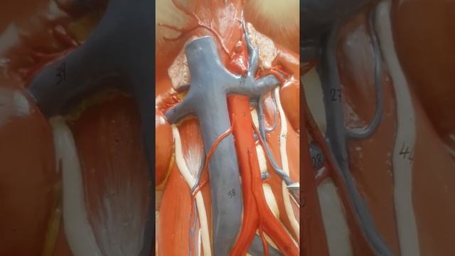 Aorta Abdominalis Anatomisi смотреть онлайн