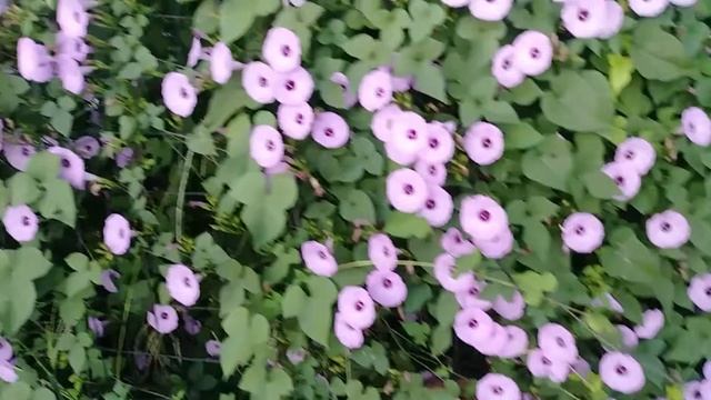 Morning glory bumblebees смотреть онлайн