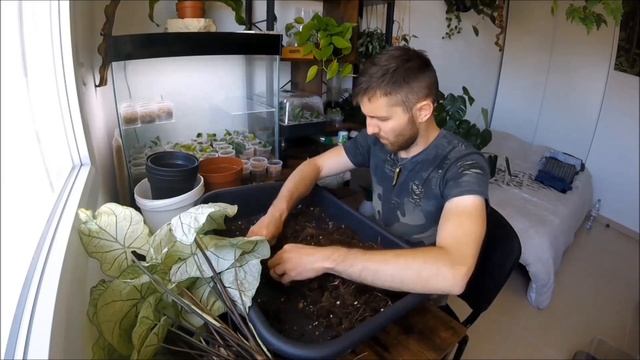 CALADIUM, Comment l'Entretenir et le Cultiver, Plante Index смотреть онлайн