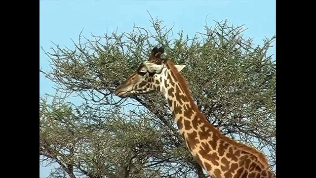 Tanzania - natura e vita selvaggia смотреть онлайн